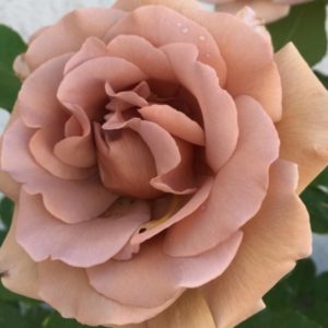 d0267cd0b5a2bbcde5b65faa7cc0d476 | ЛПХ питомник роз "ГАРАНТ"